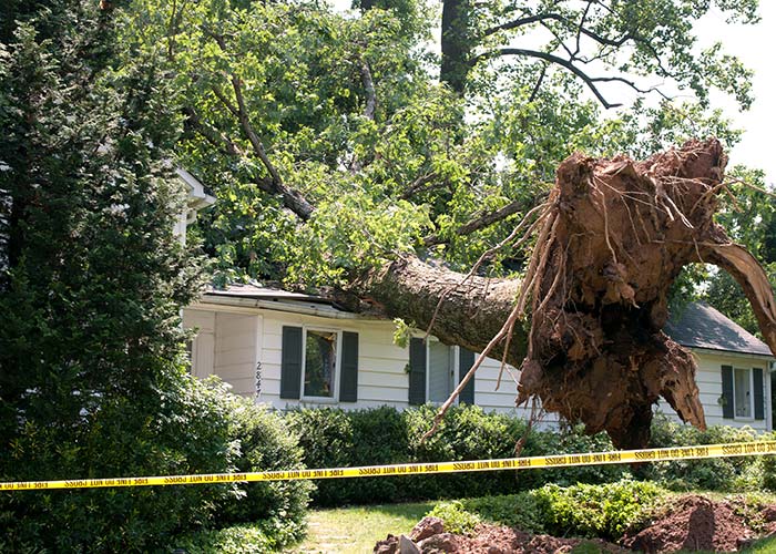 Sterling Tree Service does insurance claims work