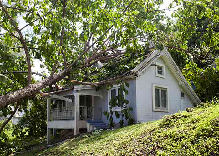 Sterling Tree Service does insurance claims work