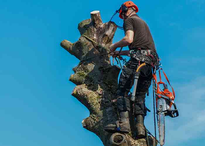 Sterling Tree Service Tree Clearing