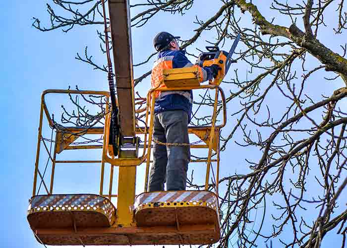 Tree Pruning by Sterling Tree Service in Pensacola