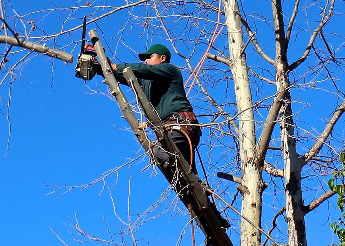 Tree Pruning by Sterling Tree Service on the Emerald Coast